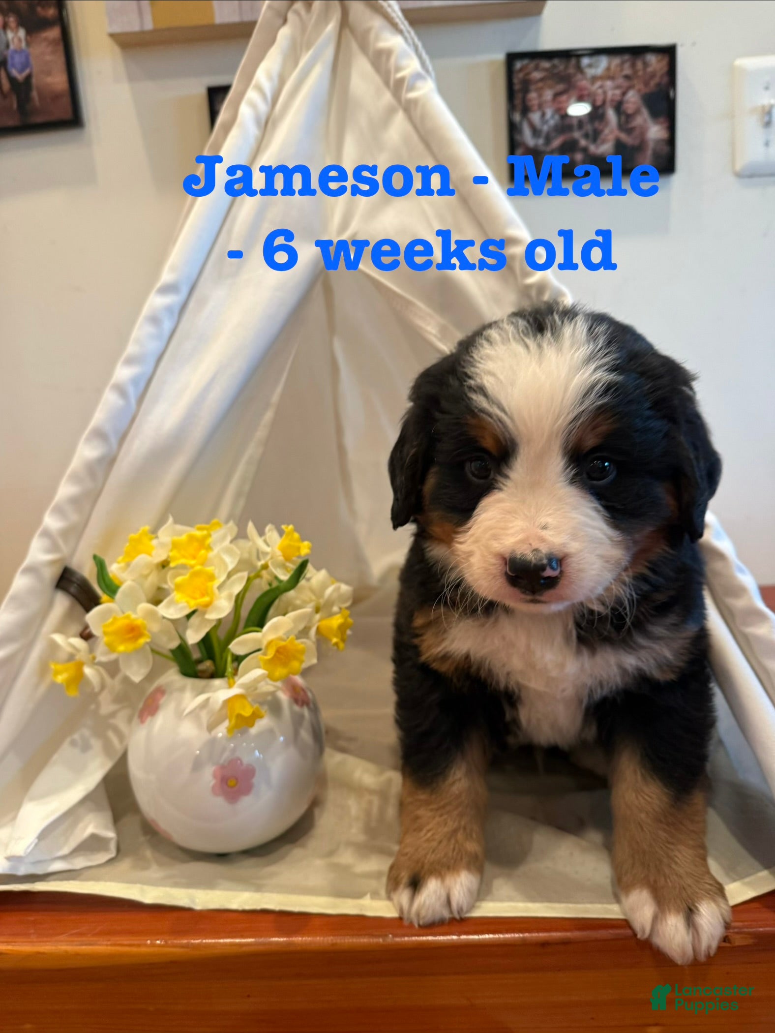 Bernese Mountain Dog dogs Jameson - Ad 11