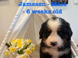 Bernese Mountain Dog dogs Jameson - Ad 26