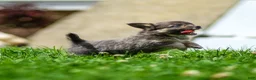 Chihuahua dogs for sale: Waylon Chihuahua Puppy  - Ad 2