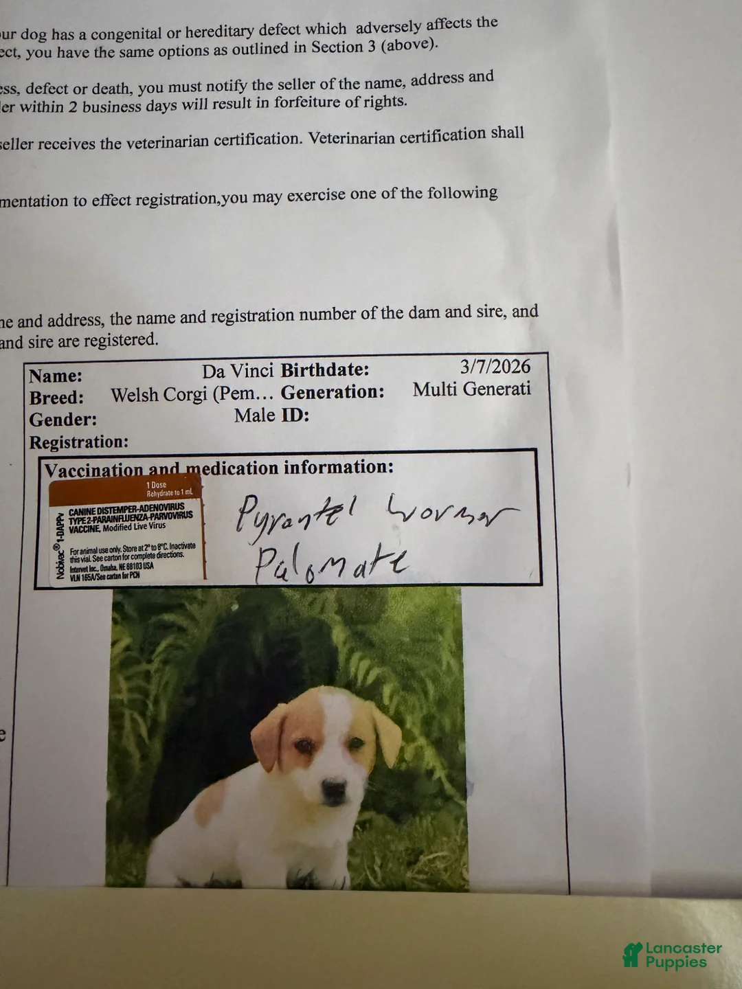 Mixed Breed dogs for sale: Dakota - Ad 2