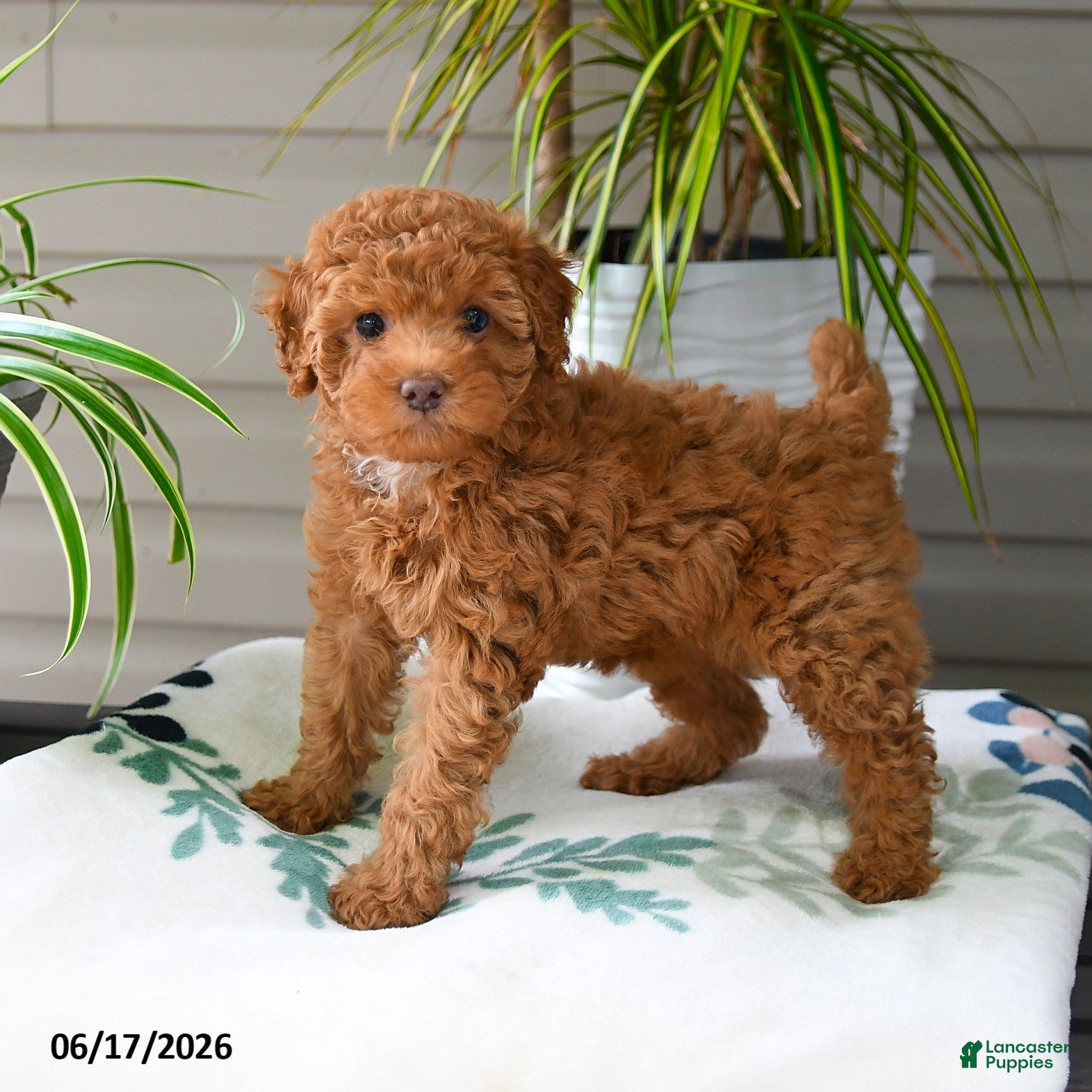 Miniature Poodle dogs Mocha - Ad 2