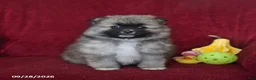 Pomeranian dogs for sale: Teddy - Ad 1