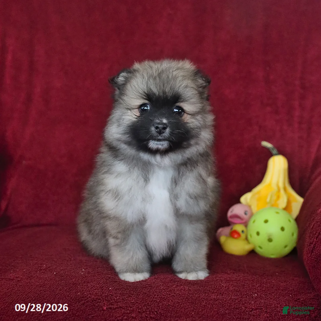Pomeranian dogs for sale: Teddy - Ad 1