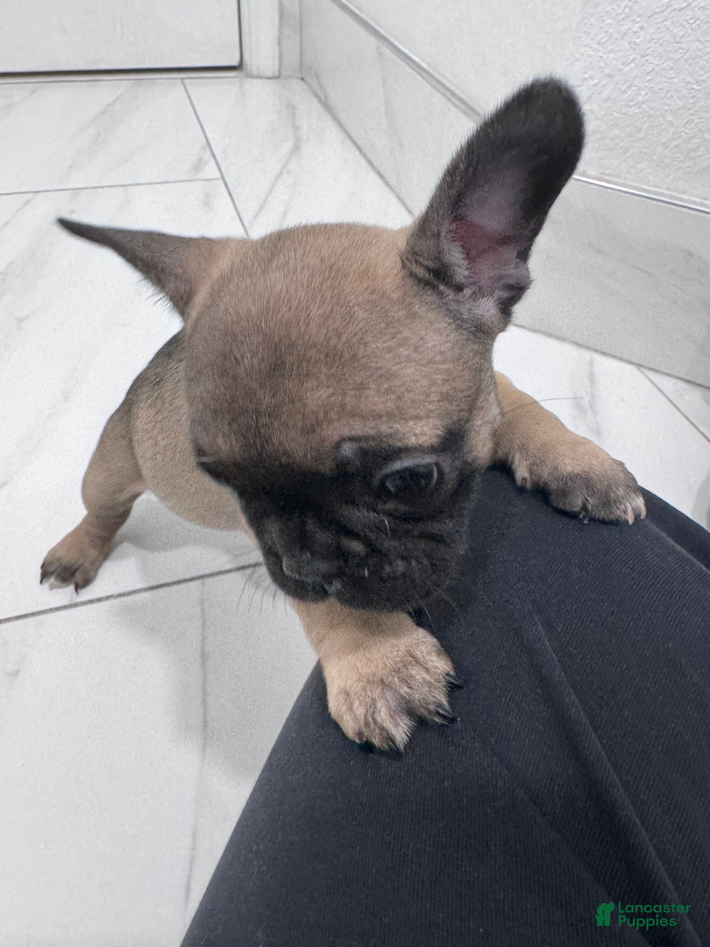 French Bulldog dogs French Bulldog Puppy 3 - Ad 30