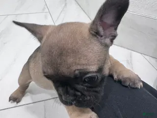 French Bulldog dogs French Bulldog Puppy 3 - Ad 30