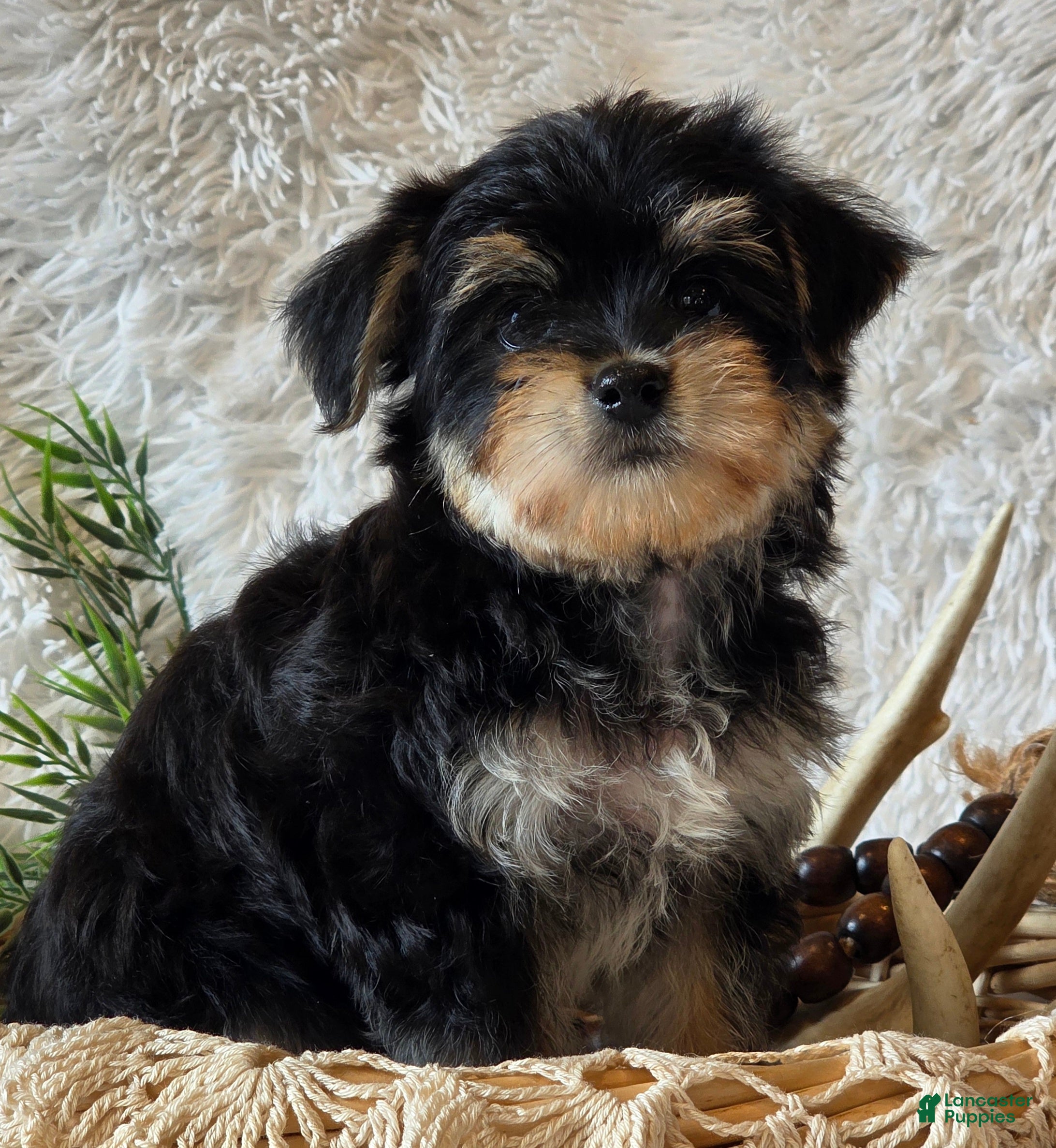 Morkie dogs Ash - Ad 1