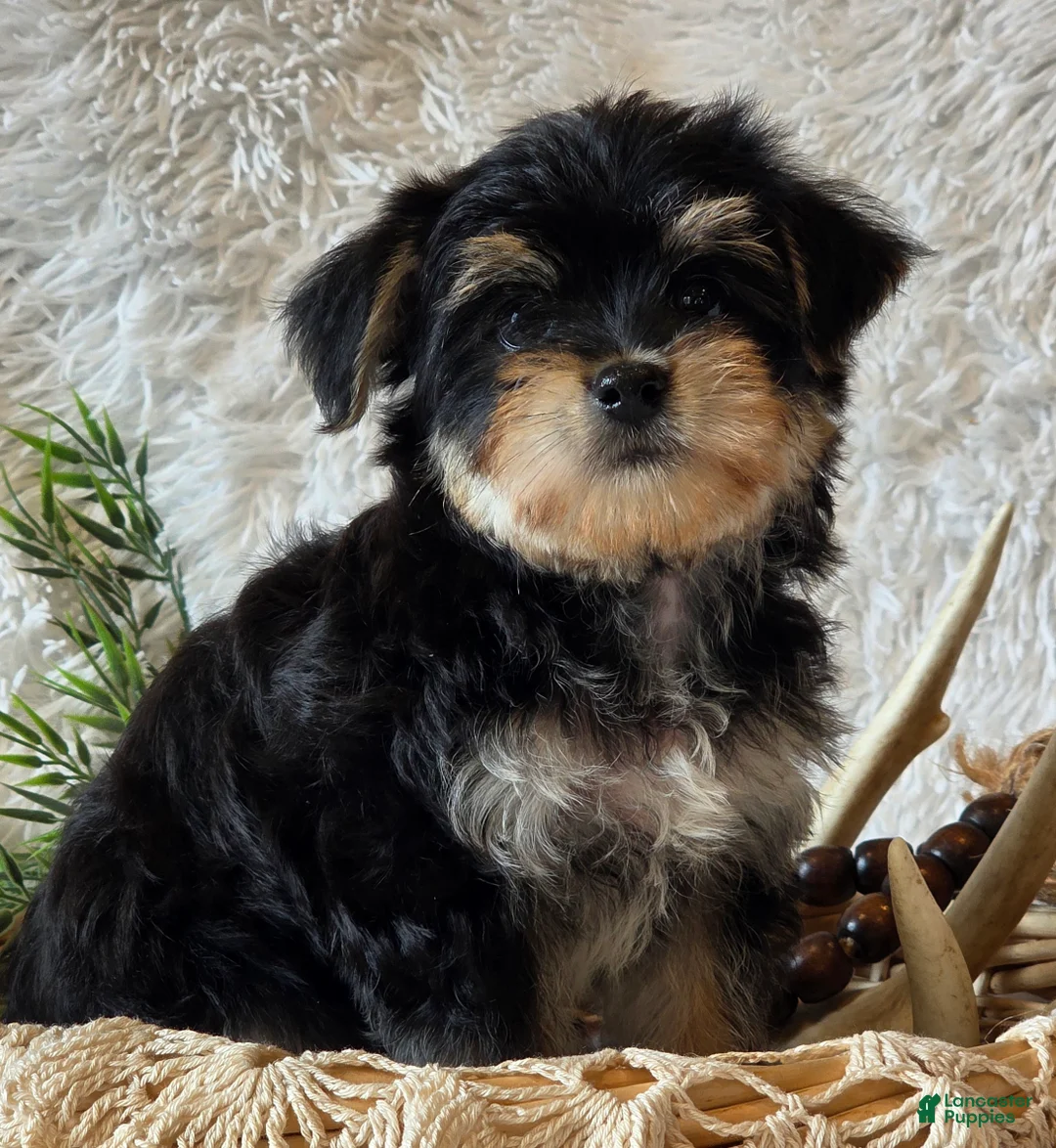 Morkie dogs for sale: Ash - Ad 1