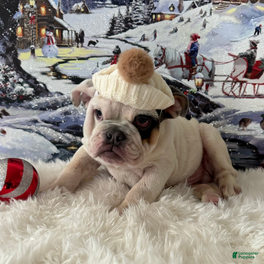 English Bulldog dogs for sale: Frodo  - Ad 5