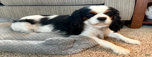 Izzy