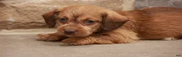 Jackapoo dogs for sale: Jandon - Ad 8