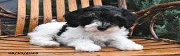 Miniature Poodle dogs for sale: Dumpling - Ad 3