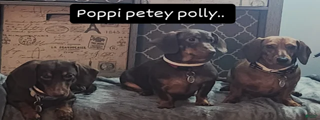 Petey 