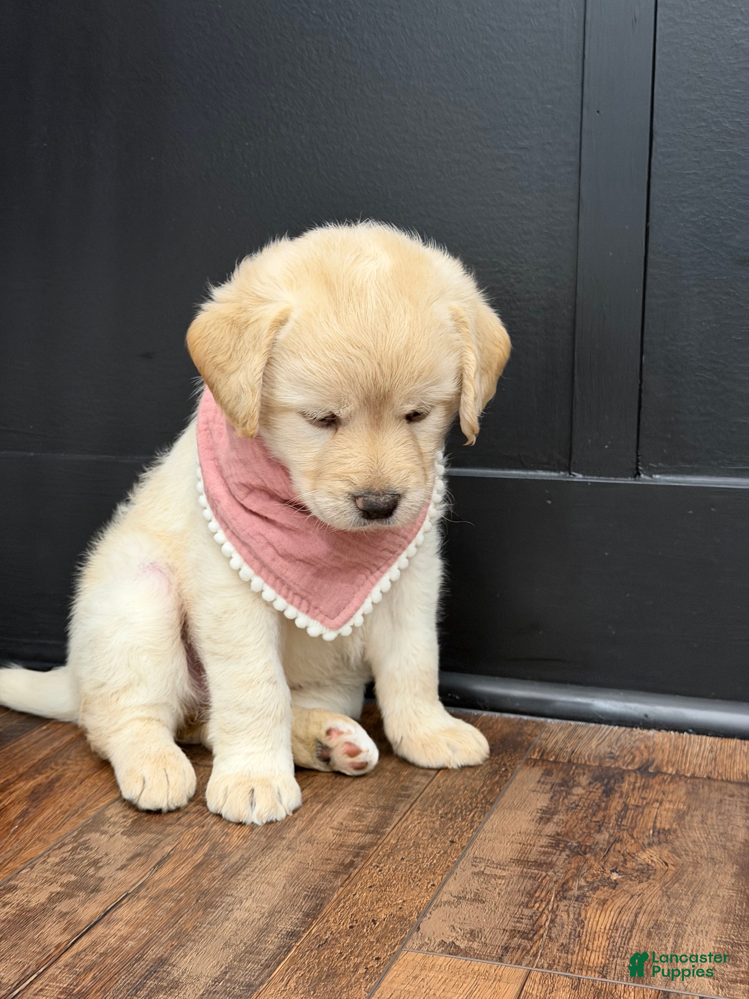 Labradoodle dogs Ivy  - Ad 2