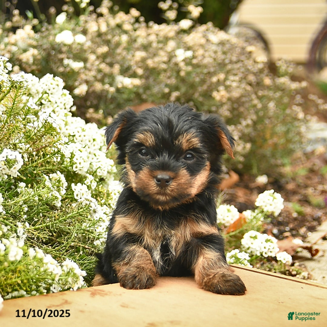 Yorkshire Terrier dogs for sale: Lola  - Ad 4