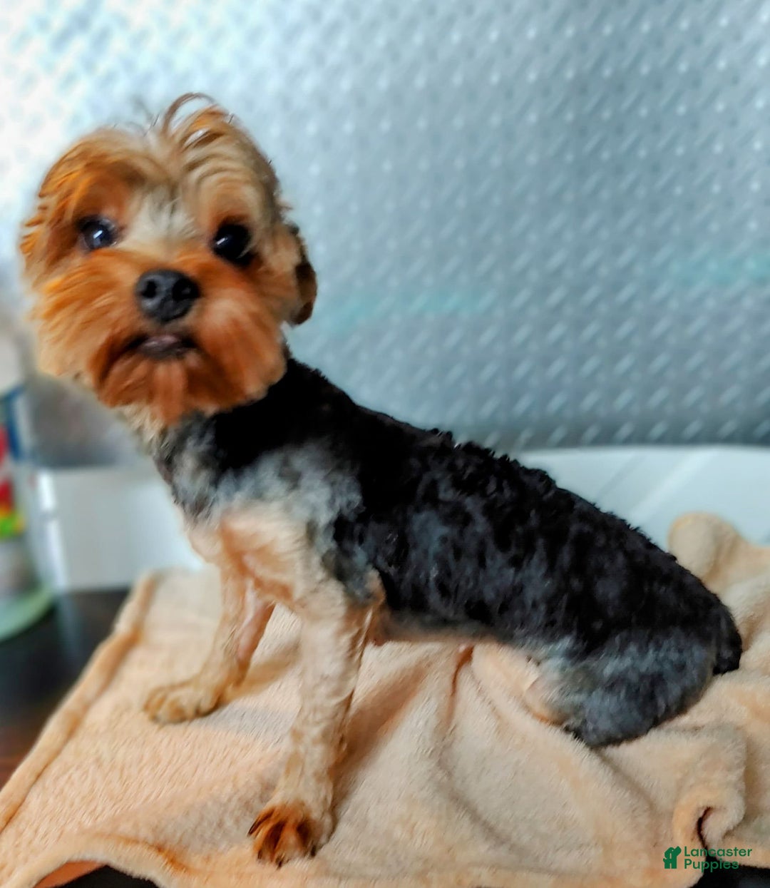 Yorkshire Terrier dogs for sale: Prim Rose - Ad 5