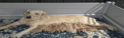 Golden Retriever dogs for sale: Golden Retriever Puppy 1 - Ad 2