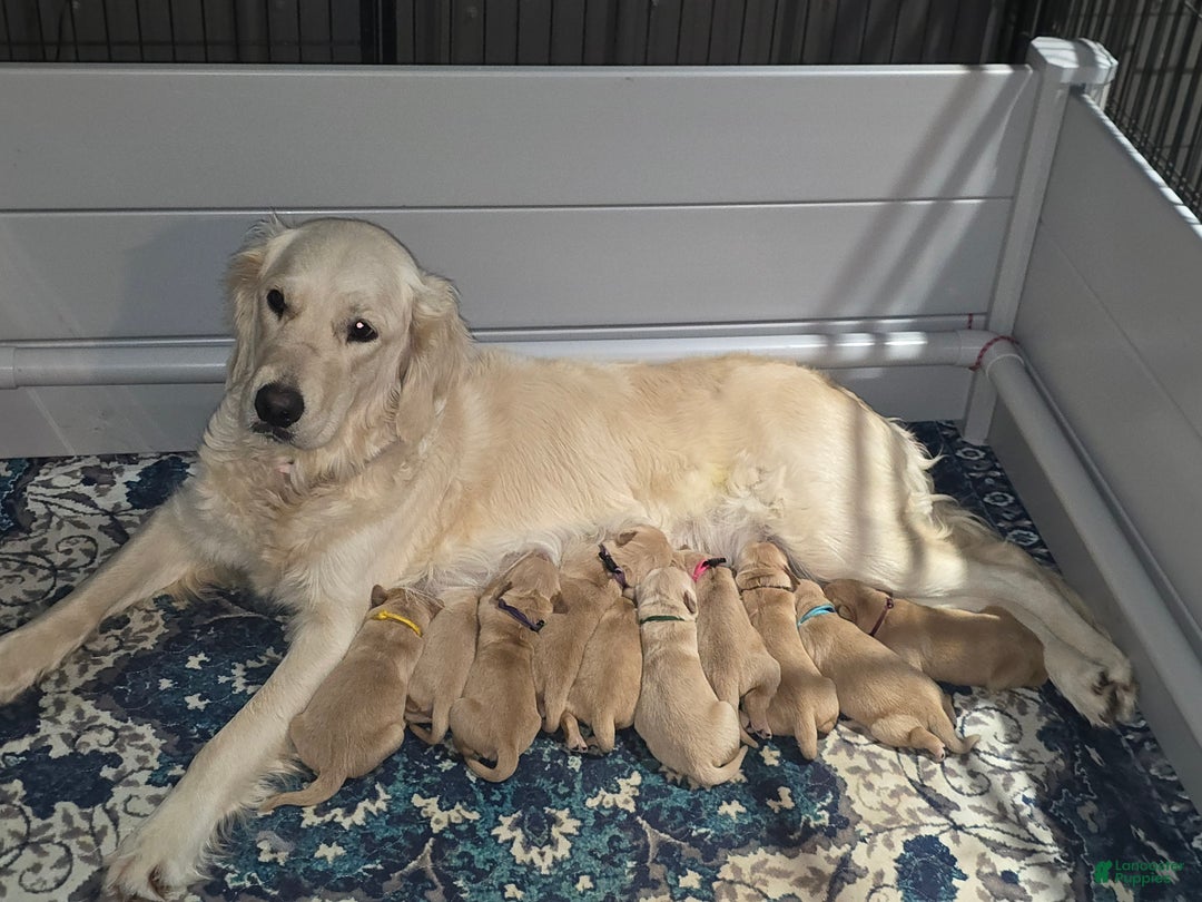 Golden Retriever dogs for sale: Golden Retriever Puppy 1 - Ad 2