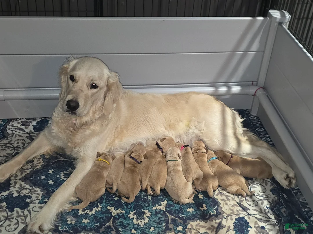 Golden Retriever dogs for sale: Golden Retriever Puppy 1 - Ad 2