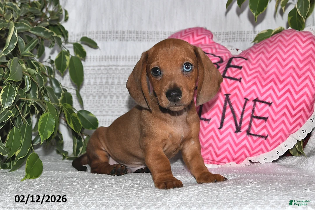 Miniature Dachshund dogs for sale: Harry - Ad 4