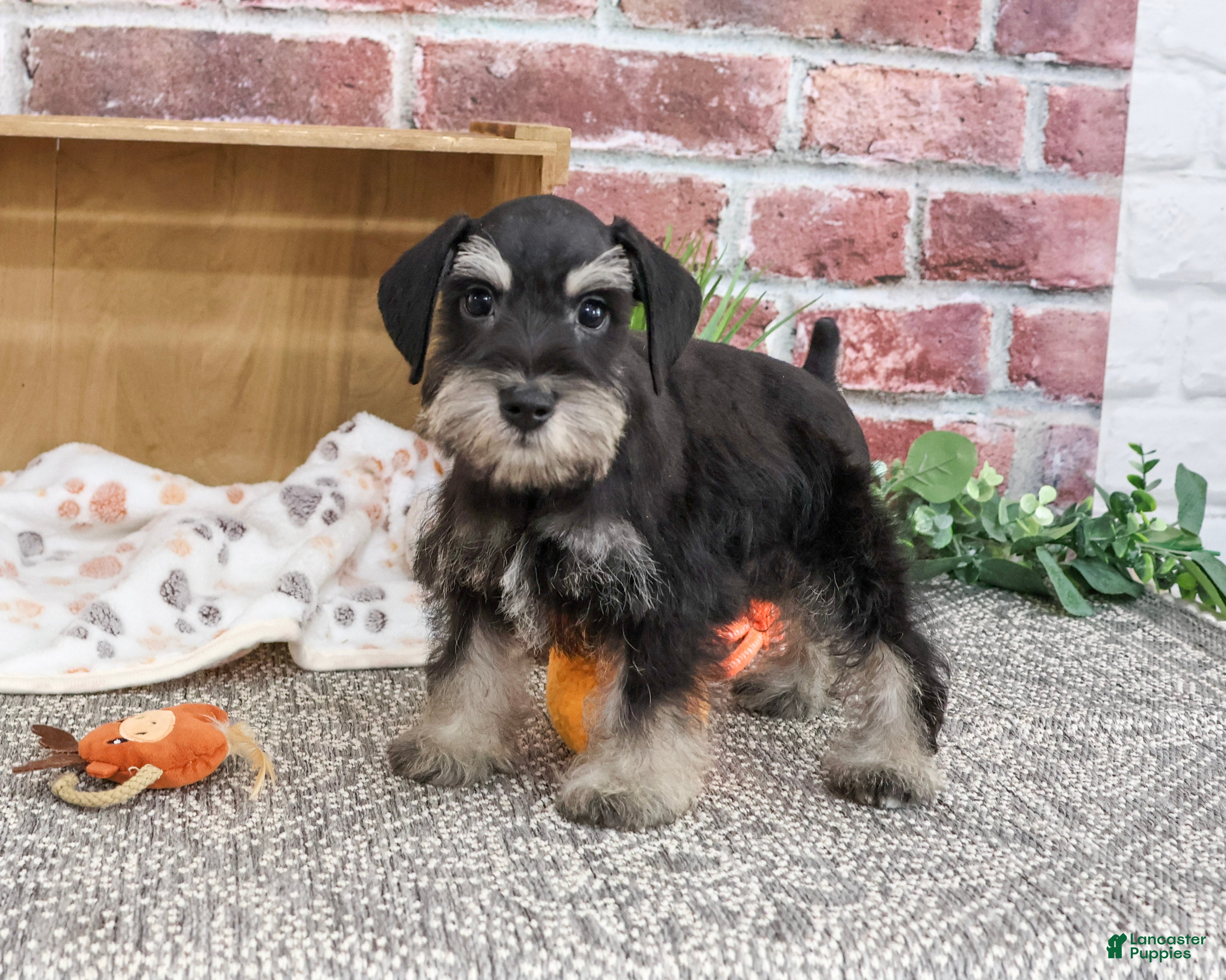 Miniature Schnauzer dogs Jonah - Ad 39