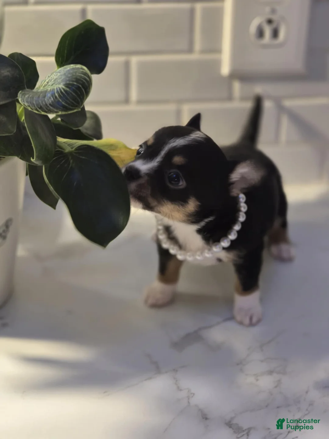 Chihuahua dogs for sale: lala - Ad 2