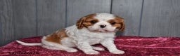 Cavalier King Charles Spaniel dogs for sale: Duchess - Ad 1