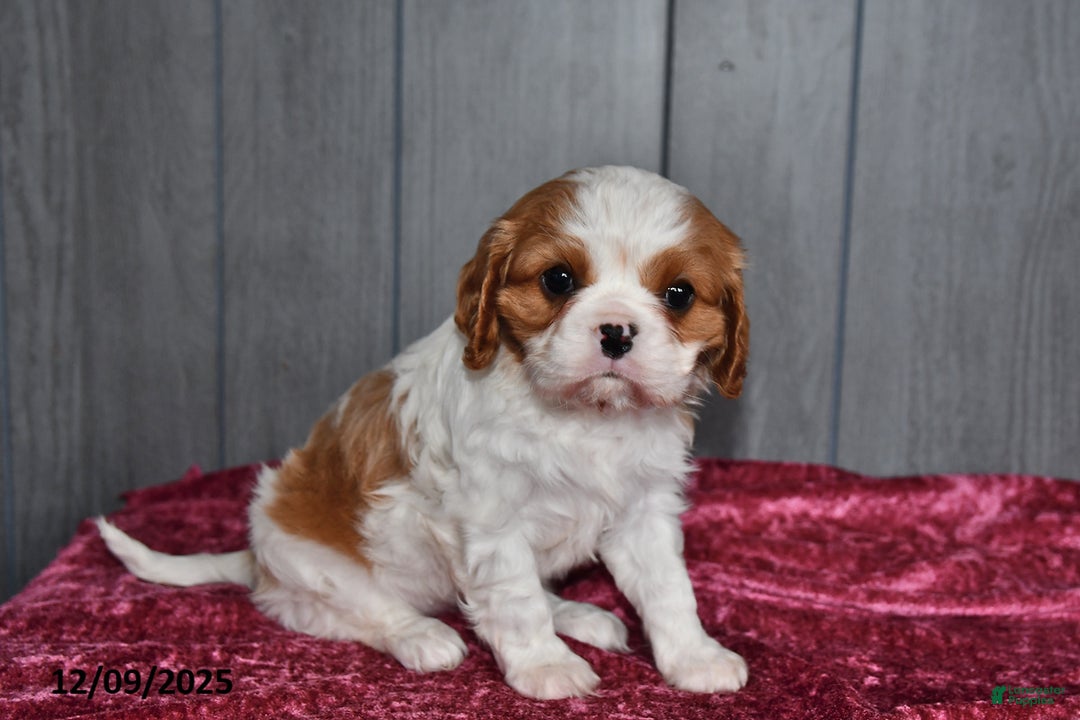Cavalier King Charles Spaniel dogs for sale: Duchess - Ad 1