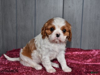Cavalier King Charles Spaniel dogs Duchess - Ad 10