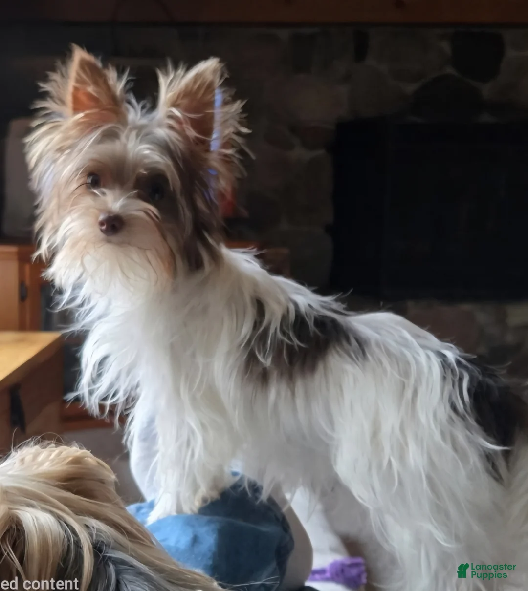 Yorkshire Terrier dogs for sale: Yorkshire Terrier Puppy 1 - Ad 1