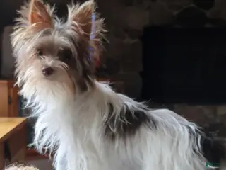 Yorkshire Terrier dogs Yorkshire Terrier Puppy 1 - Ad 2