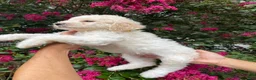 Goldendoodle dogs for sale: Daisy - Ad 5