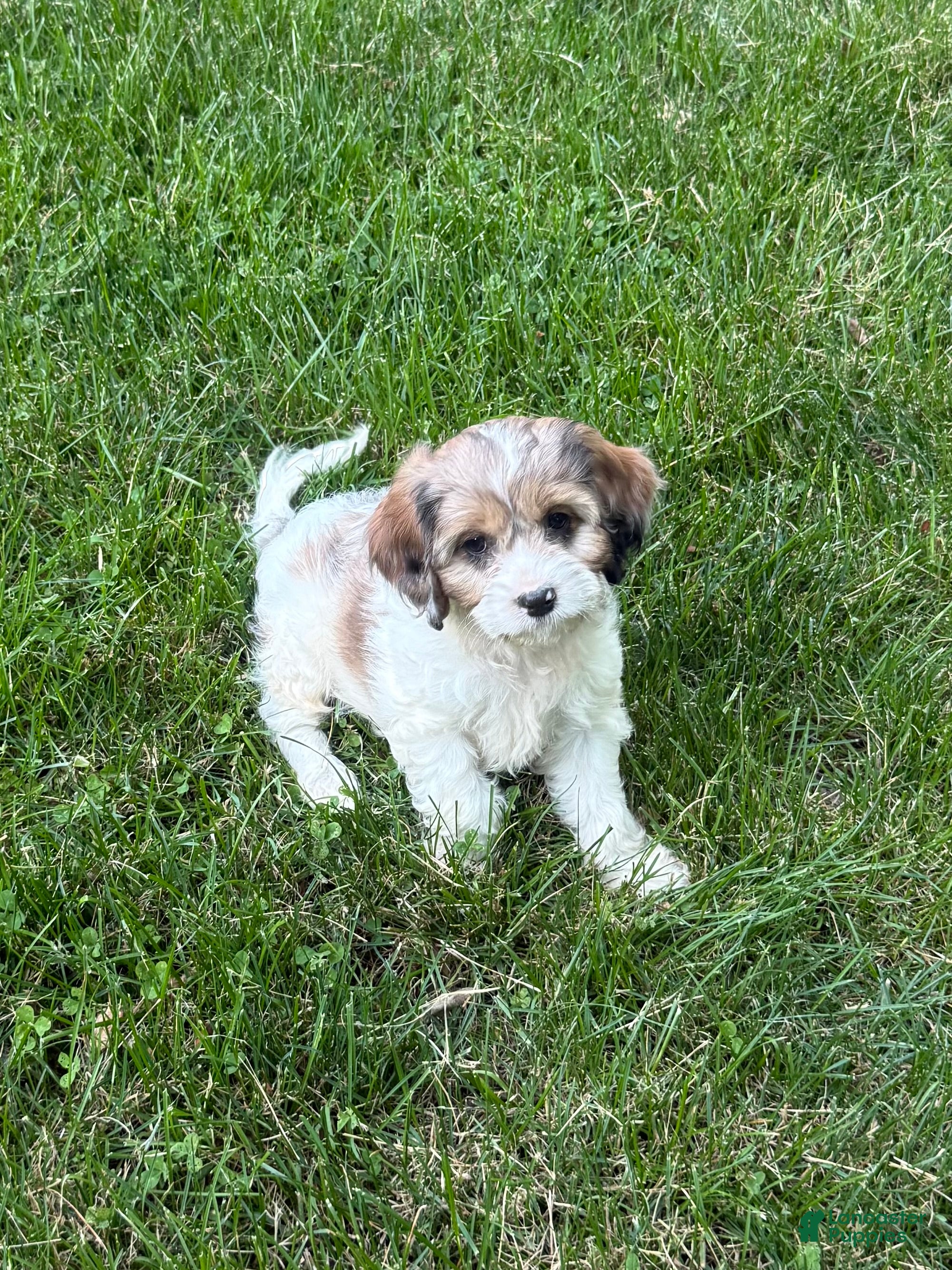 Cavapoo dogs Apollo - Ad 1