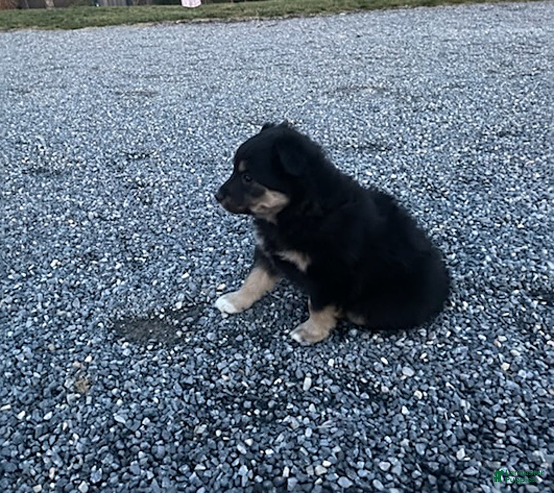 Mixed Breed dogs for sale: Otto - Ad 2