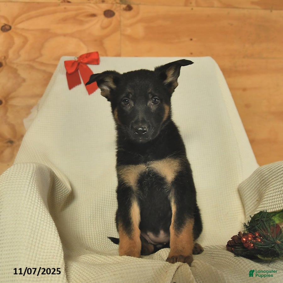 German Shepherd dogs Ivy  - Ad 32