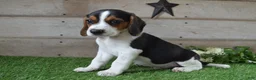 Beagle dogs for sale: Jayce - Ad 1