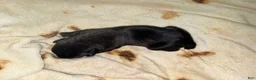 Cane Corso dogs for sale: Sam AKC - Ad 4