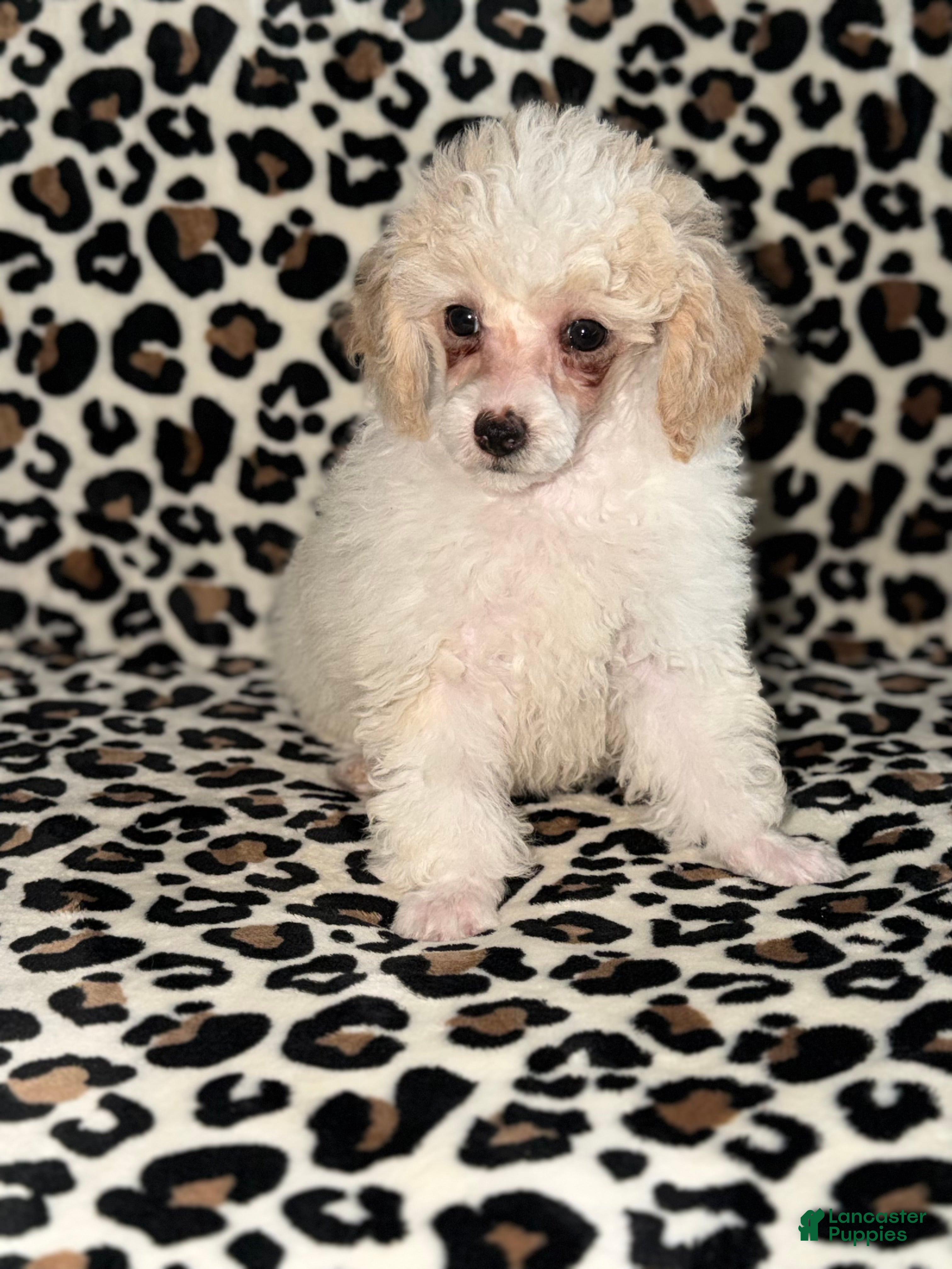 Toy Poodle dogs for sale: Fifi - Ad 3
