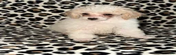 Toy Poodle dogs for sale: Fifi - Ad 1