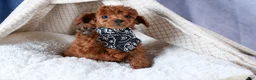 Toy Poodle dogs for sale: Tino - Ad 12
