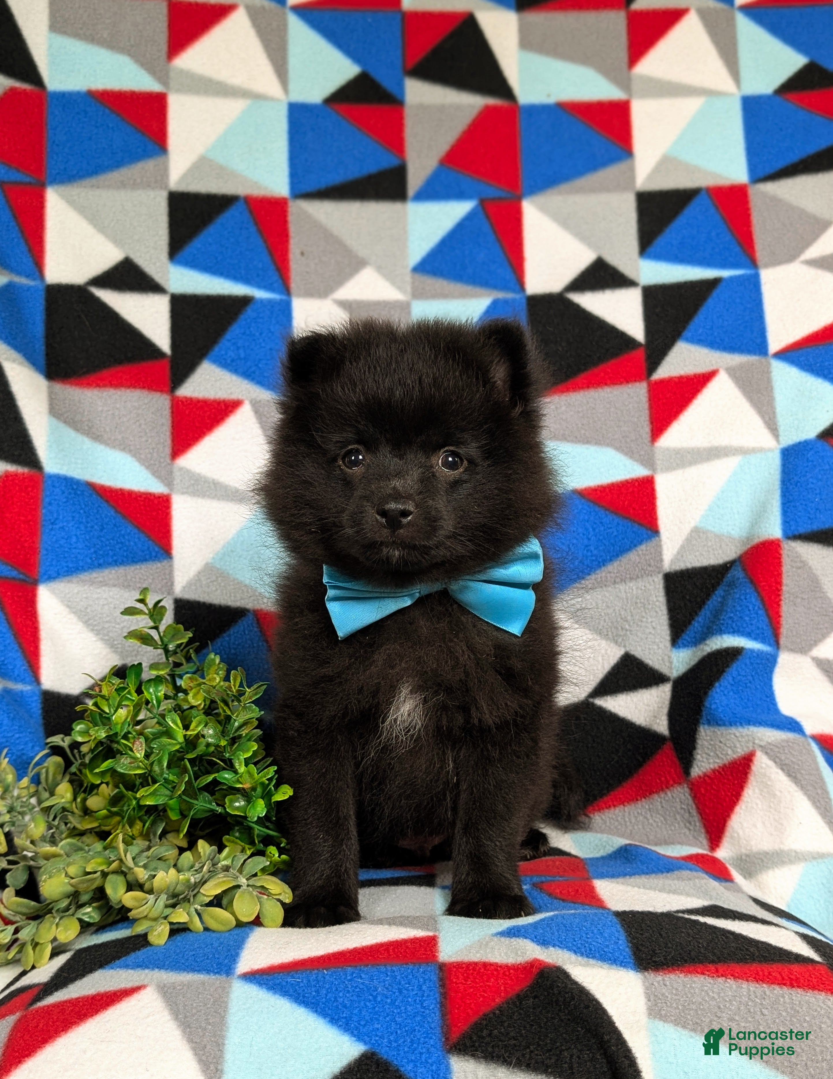 Pomeranian dogs Malik 9 lbs Full Grown - Ad 1