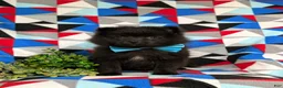 Pomeranian dogs for sale: Malik 9 lbs Full Grown - Ad 1