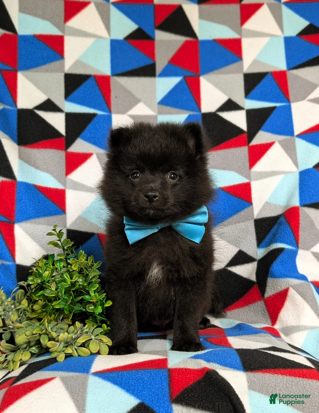 Pomeranian dogs for sale: Malik 9 lbs Full Grown - Ad 1