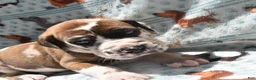 Great Dane dogs for sale: Great Dane - Purple Collar - Fawnequin - Ad 3