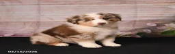 Miniature Australian Shepherd dogs for sale: Taz - Ad 1