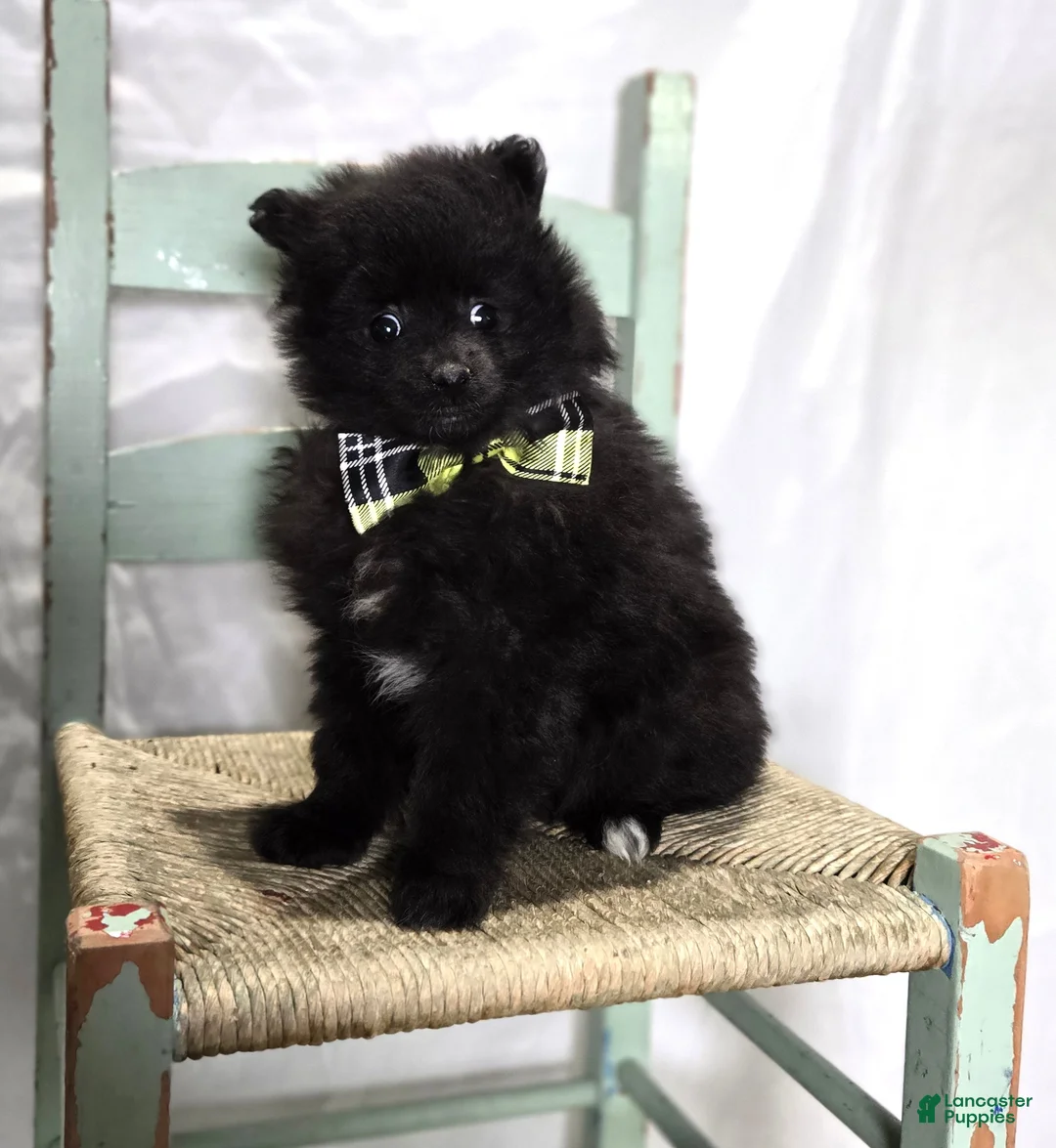 Pomeranian dogs for sale: Buddy - Ad 5