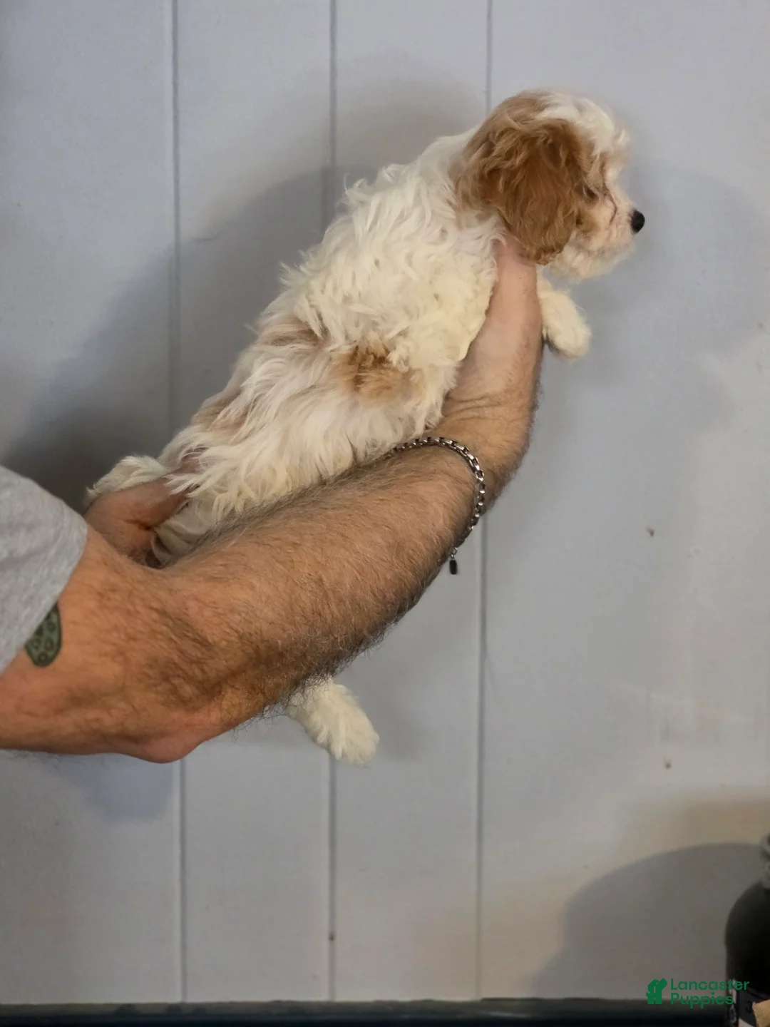 Cavachon dogs for sale: Brittany - Ad 2