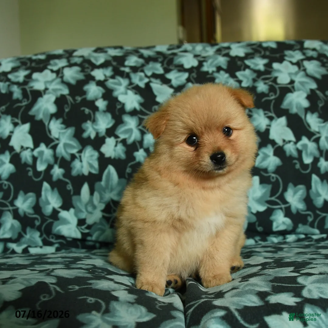 Pomeranian dogs for sale: Frisky - Ad 5