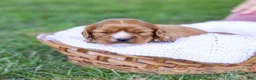 Cavalier King Charles Spaniel dogs for sale: Caramel  - Ad 3
