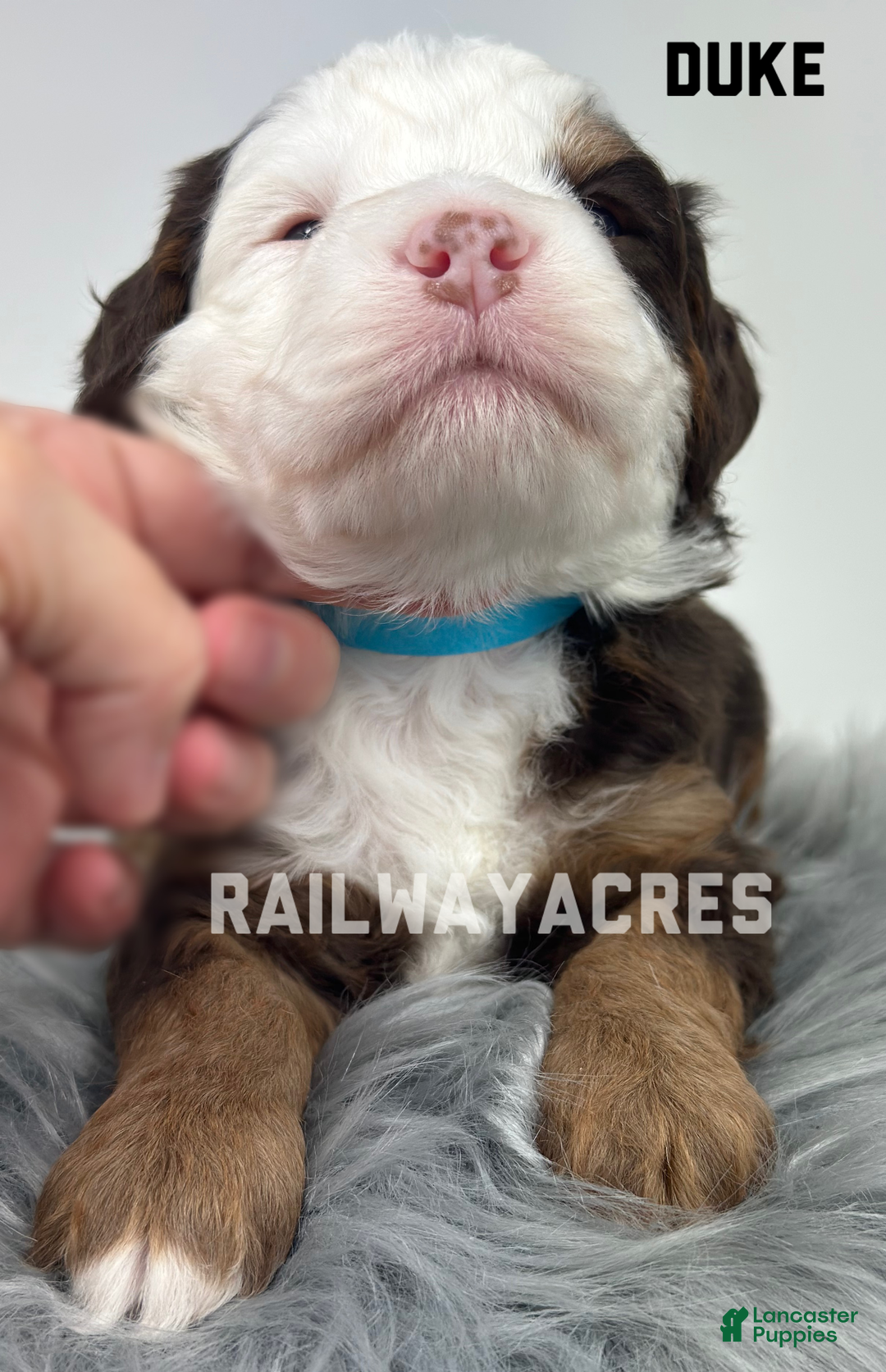 Mixed Breed dogs for sale: Duke - Ad 3