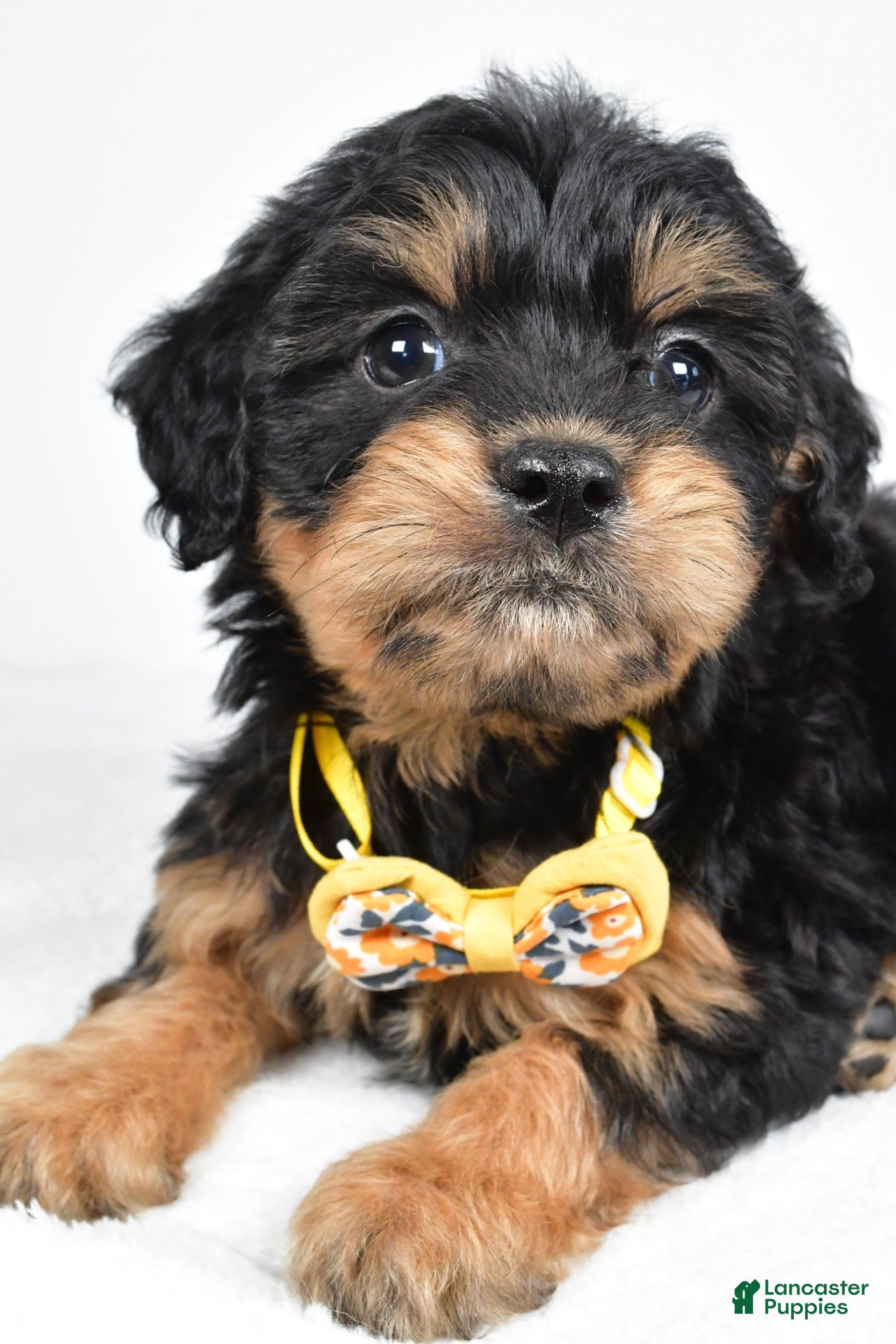 Mixed Breed dogs Tyson - Ad 2